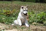 SIBERIAN HUSKY 353